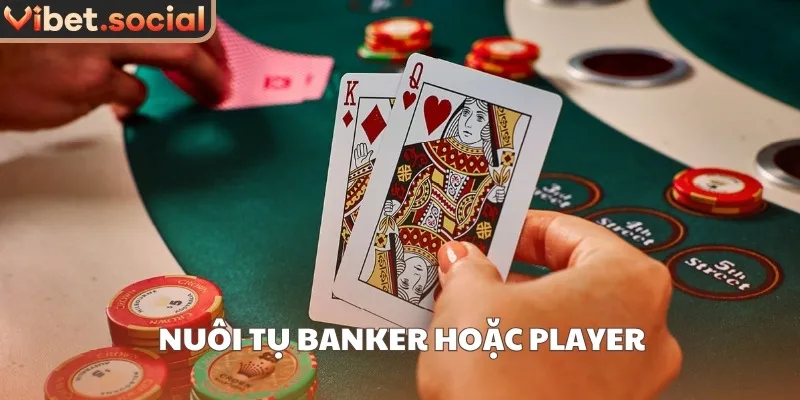 Nuôi tụ Banker hoặc Player
